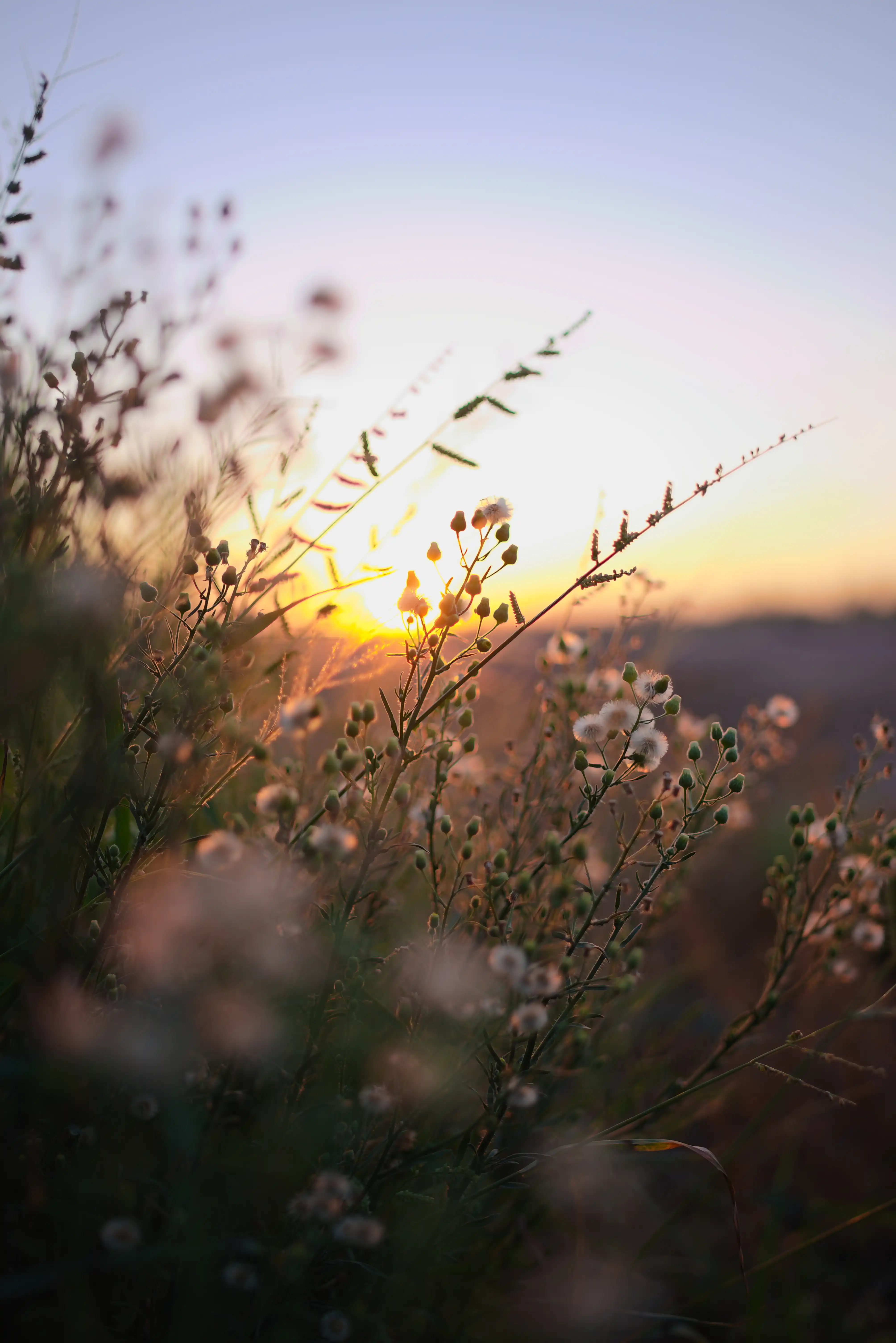 Plant sunset